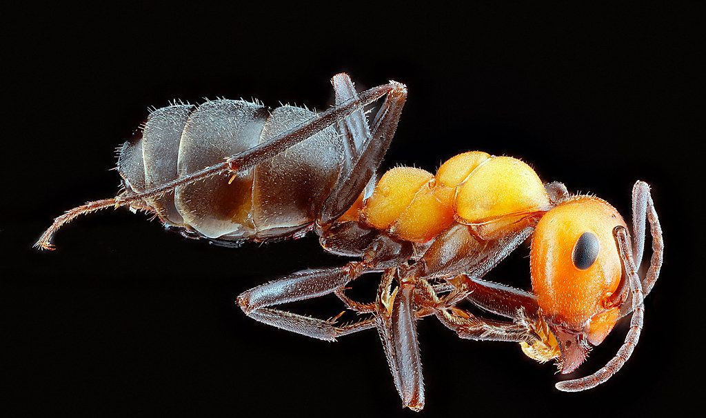 Ant Control service in Saint Petersburg, FL