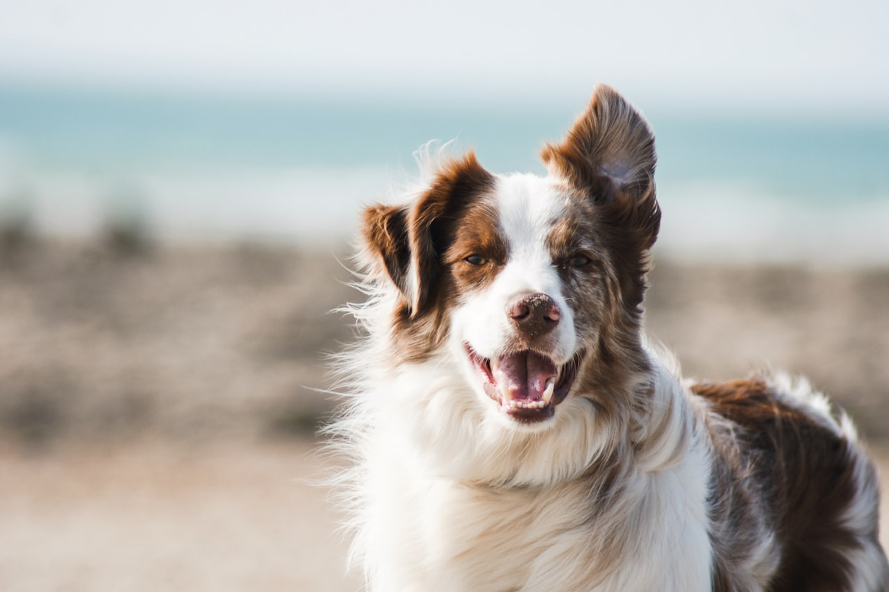 Flea & Tick Control service in Saint Petersburg, FL