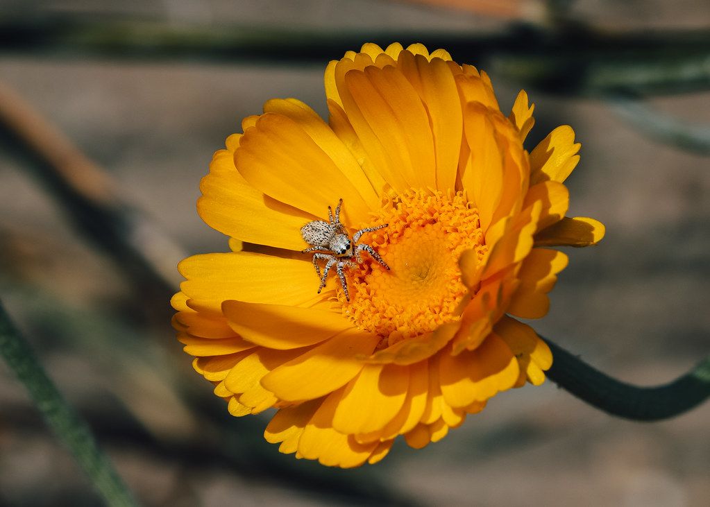 Spider Control service in Saint Petersburg, FL